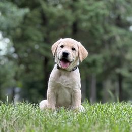 Ravioli (Yellow Collar) - Yellow male Labrador Retriever puppy in Delavan, Wisconsin from Diamond Flush Gun Dogs