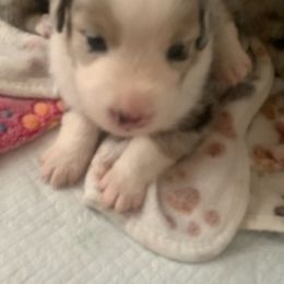Miniature Australian Shepherds from Venise Mini Aussi Cuddles