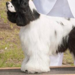 Tony - Cocker Spaniel