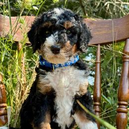 Blue - Tri-color male Bernedoodle puppy in Hesperia, Michigan from Red Acres Poodles & Doodles