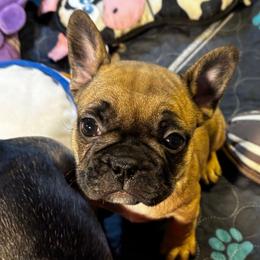 Charolette - Fawn female French Bulldog puppy in Neenah, Wisconsin from Mimosa Acres French Bulldogs LLC