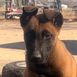 Male- super sweet and loving solid male for companionship and protection - Fawn male Belgian Malinois puppy in Dallas, Texas from RoyalHaus Malinois