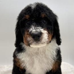 Tricolor Girl 3 - Tri-color female Bernedoodle puppy in Montverde, Florida from Central Florida Bernedoodles