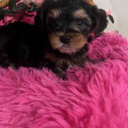 Bitty - Parti female Yorkshire Terrier puppy in Glendale, Arizona from Elite Yorkies AZ