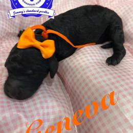 Geneva - Silver female Poodle puppy in Mobile, Alabama from Semmy’s Standard Poodle LLC