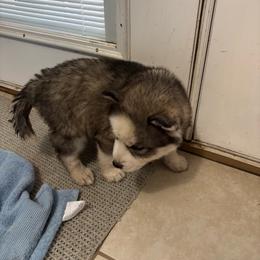 Girl 1 - Gray and white female Siberian Husky puppy in Semmes, Alabama from K & R Huskies