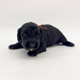 Sunny (AKC solid black) - Black male Dachshund puppy in Waddell, Arizona from Neu Doxies