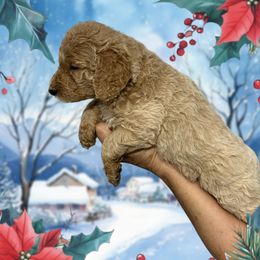 Valentine purple collar - Goldendoodle puppy from Standard Goldendoodle and Doodles