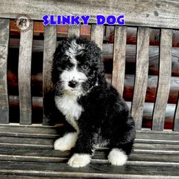 Slinky Dog - Black and white male Bernedoodle puppy in Banner Elk, North Carolina from Walnut Tree Bernedoodles