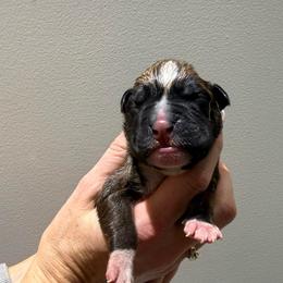 Boy 3 - Fawn male Boxer puppy in Jamesville, New York from Reynolds Homestead Boxers