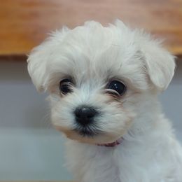 Companion Cross, Maltese, and Maltipoo Puppies from Seeking Shalom Acres Maltese, Maltipoos & Havamalts