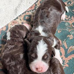 Reese - Brown and white female Bernedoodle puppy in Royse City, Texas from Platinum Bernedoodles of Texas