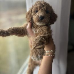 Candy cane - Red  female Goldendoodle puppy in Noblesville, Indiana from R and H Doodles