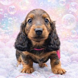 Dark Pink Collar ON HOLD - Red female Dachshund puppy in Zebulon, North Carolina from Salt of the Earth Dachshunds