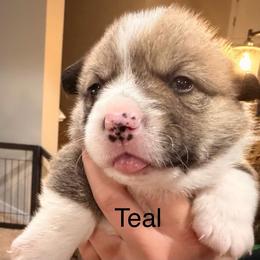 Lollipop - Teal girl - Red female Pembroke Welsh Corgi puppy in Woodinville, Washington from Heatherland Corgis