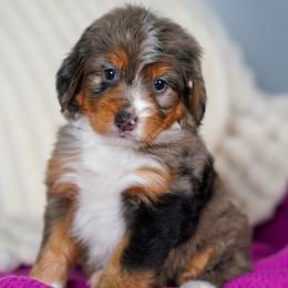 Colette - Merle female Bernedoodle puppy in Dundee, Ohio from Down Home Doodle