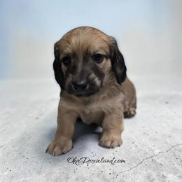 Marley - Cream male Dachshund puppy in Oklahoma City, Oklahoma from OkieDoxieland Dachshunds