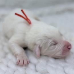 Clyde - Orange Collar - White male Great Pyrenees puppy in San Marcos, California from Faith Family Freedom Farm