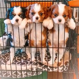 Cavalier King Charles Spaniel Puppies from Evera True Spaniels by Michele True
