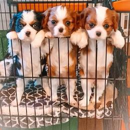 Cavalier King Charles Spaniel Puppies from Evera True Spaniels by Michele True