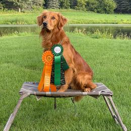 Buddy - Golden Retriever