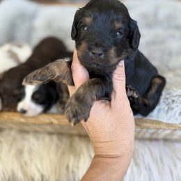 Duke - Tri-color male Cavapoo puppy in Natural Bridge, Virginia from Padgetts Hill Puppies