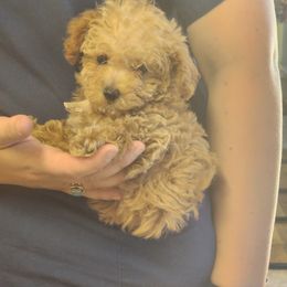 Cockapoo and Poodle Puppies from Golden Paws