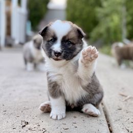 Icelandic Sheepdog Puppies from Hjarta Icelandics