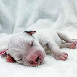 Polly Pocket - White and black female Dalmatian puppy in Gray, Georgia from Fuller Spots