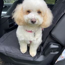 Padme - Cavapoo