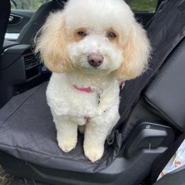 Padme - Cavapoo
