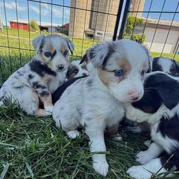 Jayda - Blue merle female Miniature Australian Shepherd puppy in Marion, Michigan from Highland Hills Mini Aussies