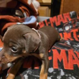 PCF1 2-26 - Chocolate and rust female Miniature Pinscher puppy in Middle Point, Ohio from Knisely's Min Pins-AKC