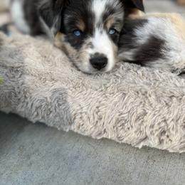 Miniature Australian Shepherd All Grown Up from Furrever.Mini.Aussies.llc