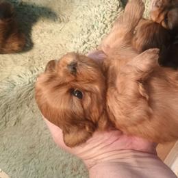 Ruby - Red female Shih Tzu puppy in Austin, Minnesota from Bearpaw Shih Tzus