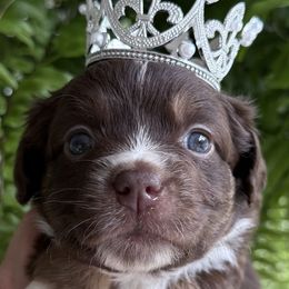 Nori - Red tri female Miniature Australian Shepherd puppy in Romney, West Virginia from South Branch Mini Aussies
