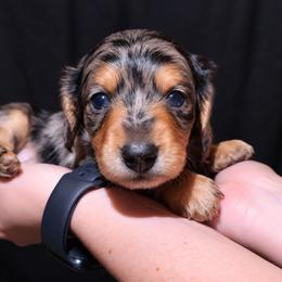 Dash - Dapple male Dachshund puppy in Strafford, Missouri from LL Weens