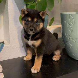 Vidia - Black and tan female Shiba Inu puppy in Las Vegas, Nevada from GBs Shiba Inu's