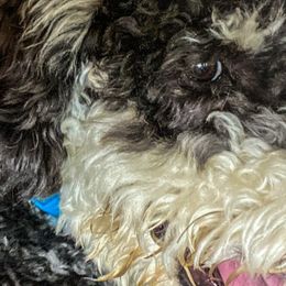 Aussiedoodles and Poodles from Drew’s Aussies & Doodles