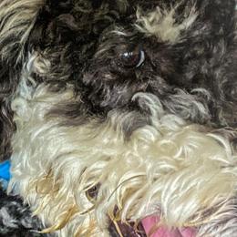 Aussiedoodles and Poodles from Drew’s Aussies & Doodles