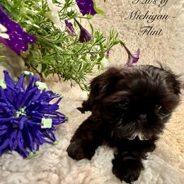 Flint - Black and white male Shih Tzu puppy in Ann Arbor, Michigan from LuLu’s Shih Tzu’s of Michigan