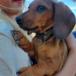 Beast boy - Red male Dachshund puppy in Tucson, Arizona from Luna May's daschunds