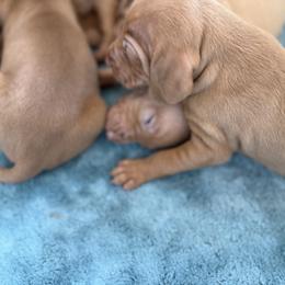Vizsla Puppies from Firestone Vizslas