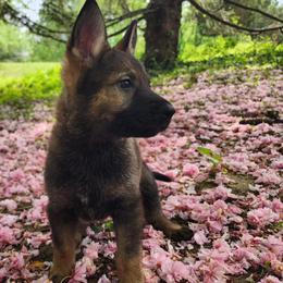 Coral - Sable female German Shepherd puppy in Harwood, Maryland from Reddington Shepherds