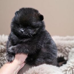 Pomeranian Puppies from Legacy Poms OC
