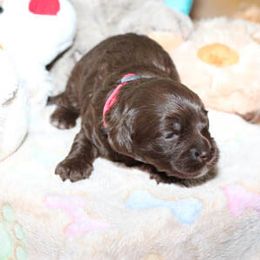 Cockapoo Puppies from JP Cockapoos LLC