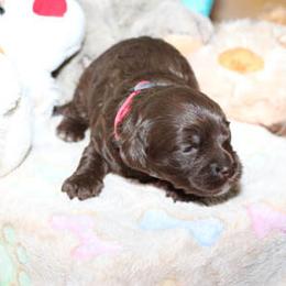 Cockapoo Puppies from JP Cockapoos LLC