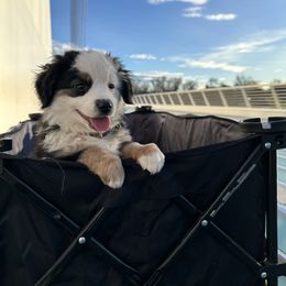 Boy 3 - Black tri Miniature Australian Shepherd puppy in Shingletown, California from Whiskeytown Aussies