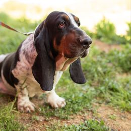 Mitzi - Basset Hound