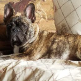 Cheeto - French Bulldog